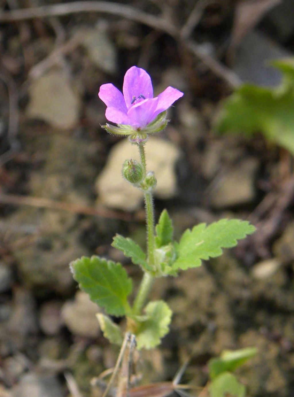 Erodium malacoides?